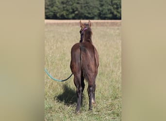 American Quarter Horse, Hengst, 1 Jahr, 150 cm