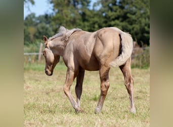 American Quarter Horse, Hengst, 1 Jahr, 151 cm, Palomino
