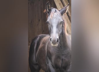 American Quarter Horse, Hengst, 1 Jahr, 151 cm, Rappe