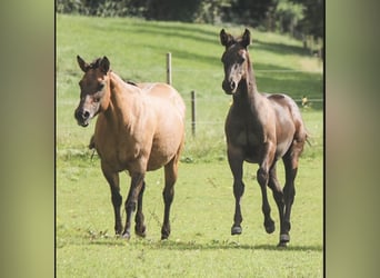 American Quarter Horse, Hengst, 1 Jahr, 151 cm, Rappe