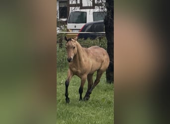 American Quarter Horse, Hengst, 1 Jahr, 152 cm, Buckskin