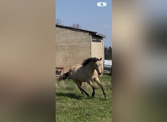 American Quarter Horse, Hengst, 1 Jahr, 152 cm, Buckskin