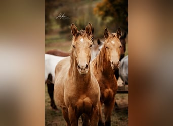American Quarter Horse, Hengst, 1 Jahr, 152 cm, Champagne