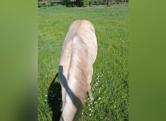 American Quarter Horse Mix, Hengst, 1 Jahr, 152 cm, Champagne