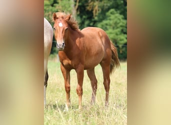 American Quarter Horse, Hengst, 1 Jahr, 152 cm, Fuchs