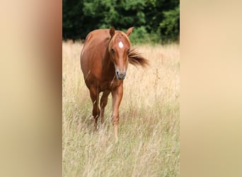 American Quarter Horse, Hengst, 1 Jahr, 152 cm, Fuchs