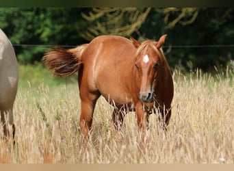 American Quarter Horse, Hengst, 1 Jahr, 152 cm, Fuchs