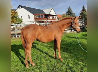 American Quarter Horse, Hengst, 1 Jahr, 152 cm, Fuchs