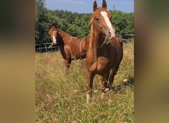 American Quarter Horse, Hengst, 1 Jahr, 152 cm, Fuchs