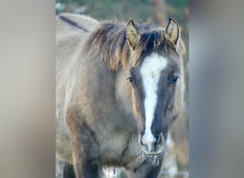 American Quarter Horse, Hengst, 1 Jahr, 152 cm, Grullo
