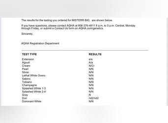 American Quarter Horse, Hengst, 1 Jahr, 152 cm, Palomino