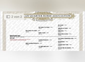 American Quarter Horse, Hengst, 1 Jahr, 152 cm, Palomino