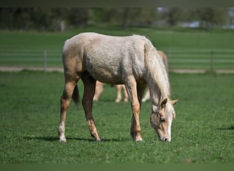 American Quarter Horse, Hengst, 1 Jahr, 152 cm, Palomino