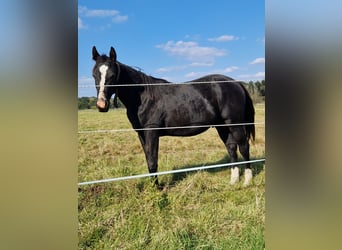 American Quarter Horse, Hengst, 1 Jahr, 152 cm, Rappe