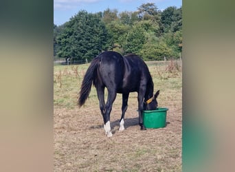 American Quarter Horse, Hengst, 1 Jahr, 152 cm, Rappe