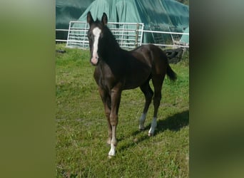 American Quarter Horse, Hengst, 1 Jahr, 152 cm, Rappe