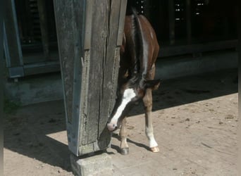 American Quarter Horse, Hengst, 1 Jahr, 152 cm, Rappe