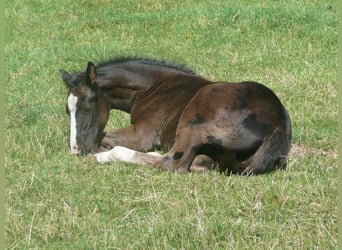 American Quarter Horse, Hengst, 1 Jahr, 152 cm, Rappe