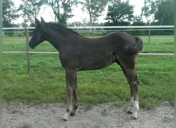 American Quarter Horse, Hengst, 1 Jahr, 152 cm, Rappe