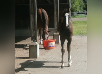 American Quarter Horse, Hengst, 1 Jahr, 152 cm, Rappe