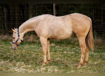 American Quarter Horse, Hengst, 1 Jahr, 152 cm