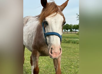 American Quarter Horse, Hengst, 1 Jahr, 152 cm, Roan-Red