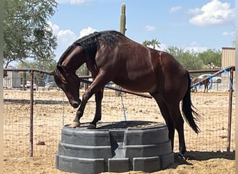 American Quarter Horse, Hengst, 1 Jahr, 152 cm, Rotbrauner