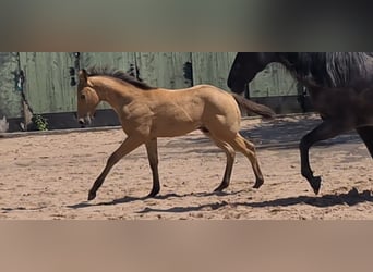 American Quarter Horse, Hengst, 1 Jahr, 153 cm, Buckskin