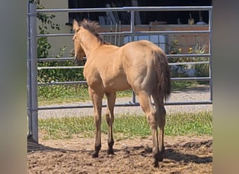 American Quarter Horse, Hengst, 1 Jahr, 153 cm, Buckskin