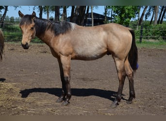 American Quarter Horse, Hengst, 1 Jahr, 153 cm, Buckskin
