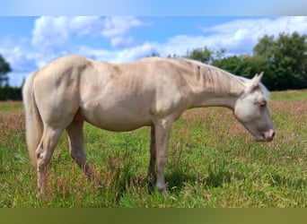 American Quarter Horse Mix, Hengst, 1 Jahr, 153 cm, Champagne