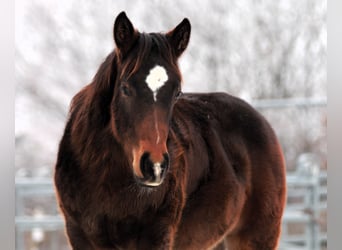 American Quarter Horse, Hengst, 1 Jahr, 153 cm, Dunkelbrauner