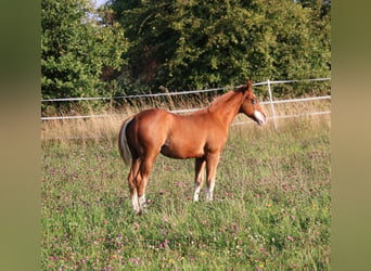 American Quarter Horse, Hengst, 1 Jahr, 153 cm, Fuchs