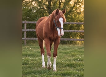 American Quarter Horse, Hengst, 1 Jahr, 153 cm, Fuchs