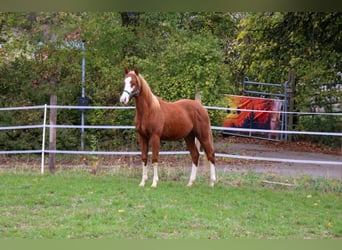 American Quarter Horse, Hengst, 1 Jahr, 153 cm, Fuchs