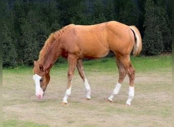 American Quarter Horse, Hengst, 1 Jahr, 153 cm, Fuchs