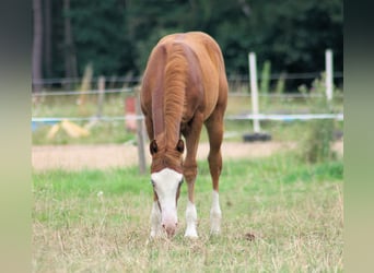 American Quarter Horse, Hengst, 1 Jahr, 153 cm, Fuchs