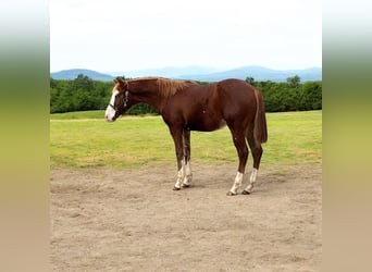 American Quarter Horse, Hengst, 1 Jahr, 153 cm, Fuchs