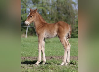 American Quarter Horse, Hengst, 1 Jahr, 153 cm, Fuchs