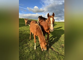 American Quarter Horse, Hengst, 1 Jahr, 153 cm, Fuchs