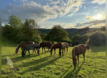 American Quarter Horse, Hengst, 1 Jahr, 153 cm, Fuchs