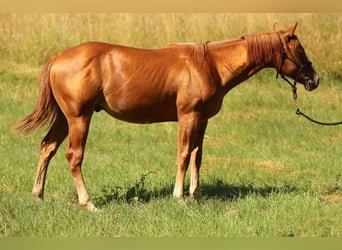 American Quarter Horse, Hengst, 1 Jahr, 153 cm, Fuchs