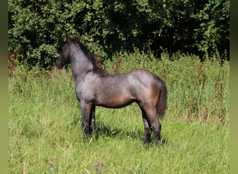 American Quarter Horse, Hengst, 1 Jahr, 153 cm, Roan-Blue