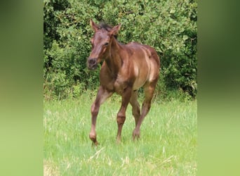 American Quarter Horse, Hengst, 1 Jahr, 153 cm, Roan-Blue