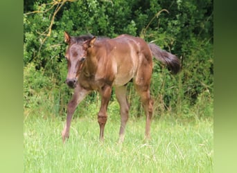 American Quarter Horse, Hengst, 1 Jahr, 153 cm, Roan-Blue