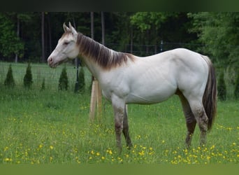 American Quarter Horse, Hengst, 1 Jahr, 154 cm, Champagne