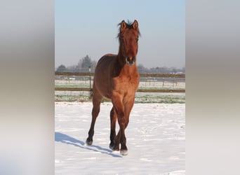 American Quarter Horse, Hengst, 1 Jahr, 154 cm, Falbe