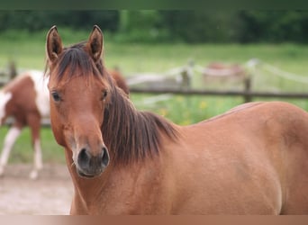 American Quarter Horse, Hengst, 1 Jahr, 154 cm, Falbe