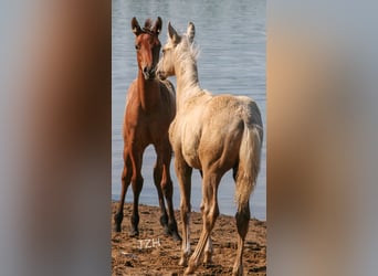 American Quarter Horse, Hengst, 1 Jahr, 154 cm, Falbe