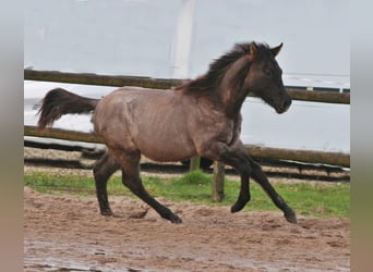 American Quarter Horse, Hengst, 1 Jahr, 154 cm, Grullo